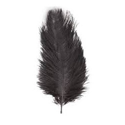 PLUMA AVESTRUZ NEGRA 60 CM