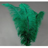 PLUME AUTRUCHE VERTE 60 CM