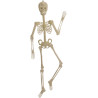 Esqueleto 150 cm